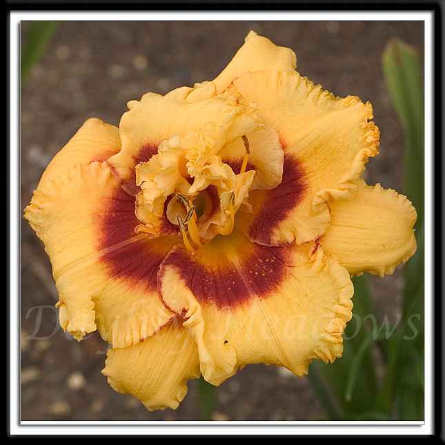 Daylily Cowboy Dreams Alternate Image